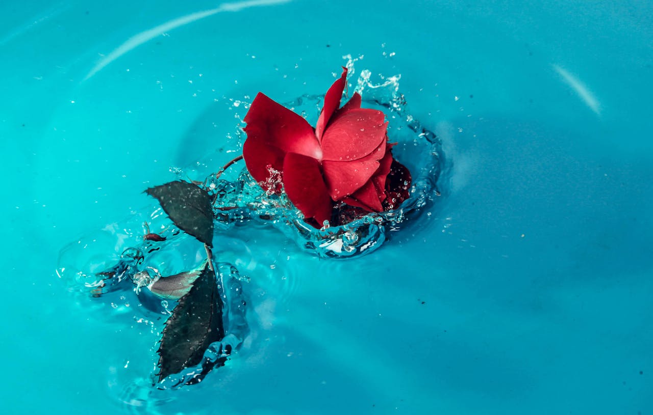 A vibrant red rose making a splash in clear blue water, capturing a dynamic moment.